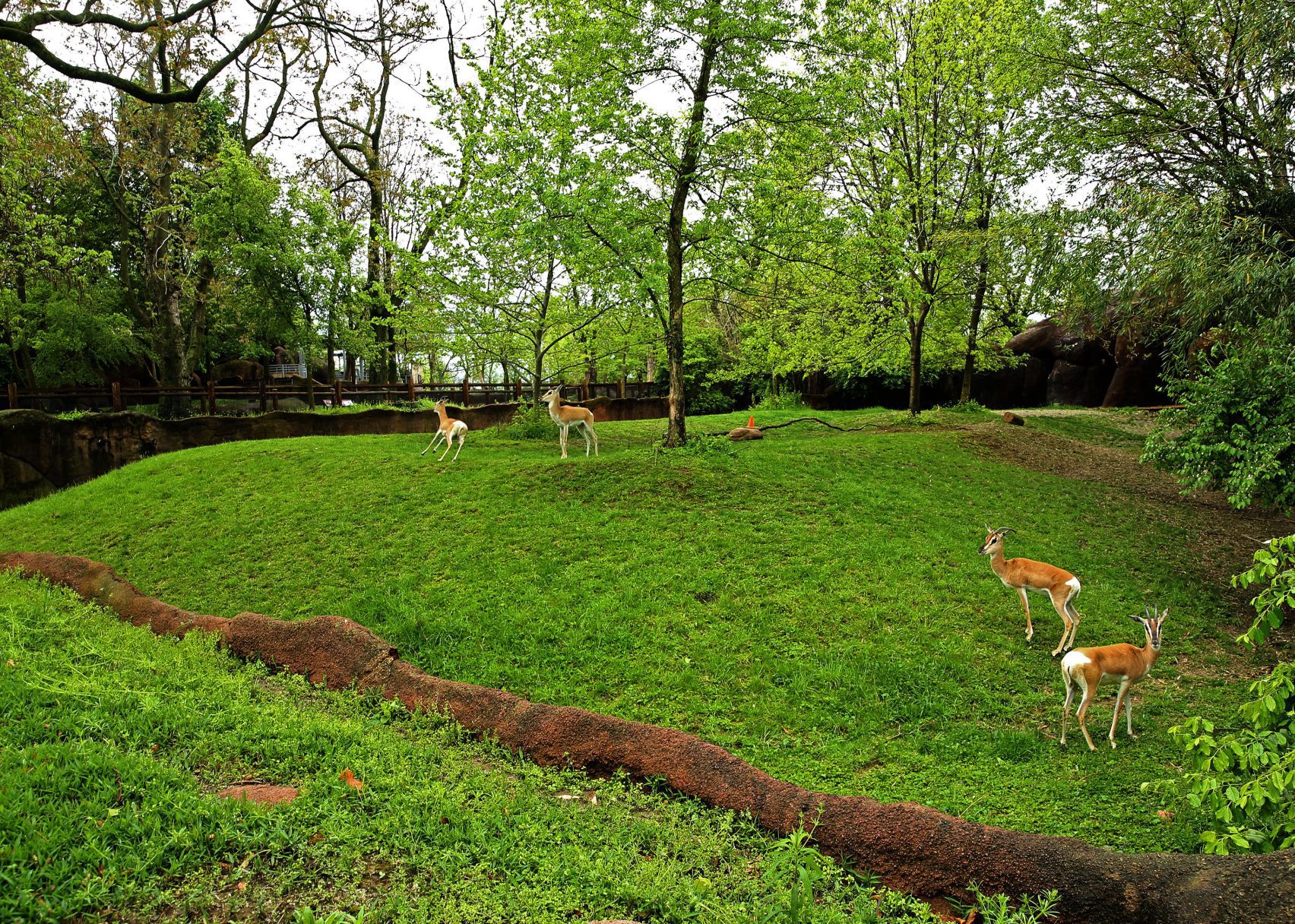 Most work continues at St. Louis Zoo despite coronavirus